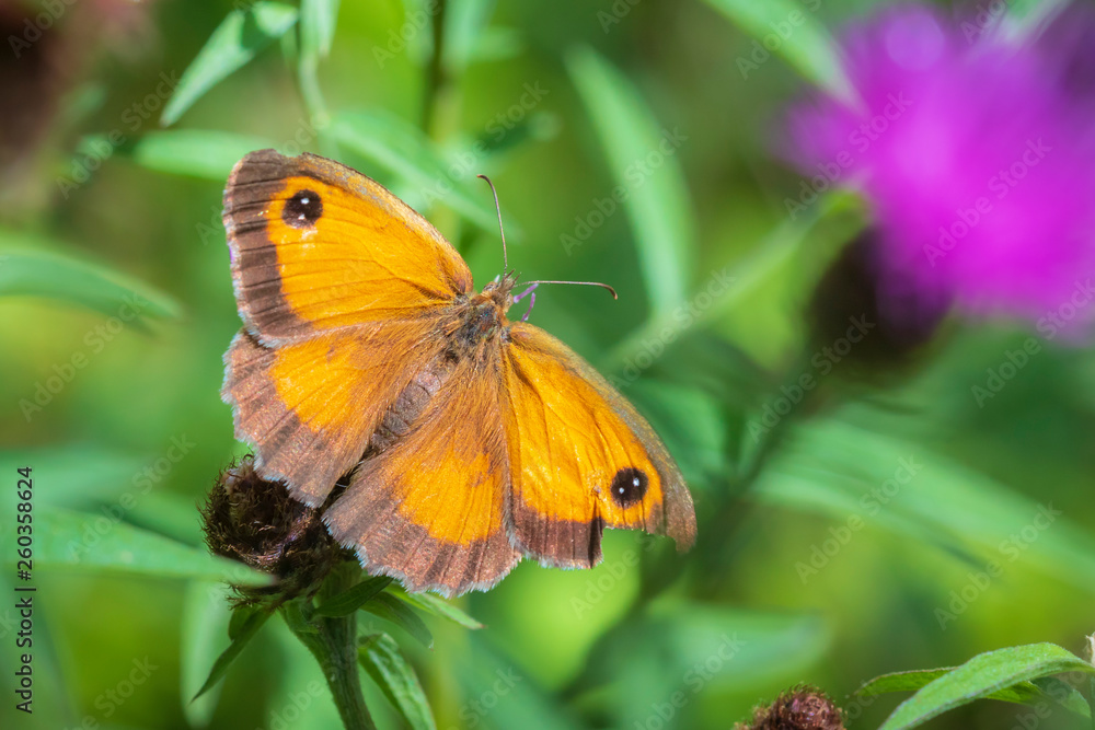 Gatekeeper butterfly, Pyronia tithonus, open wings top view Gatekeeper butterfly, Pyronia tithonus, open wings top view