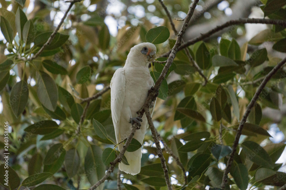 white parrot on a branch