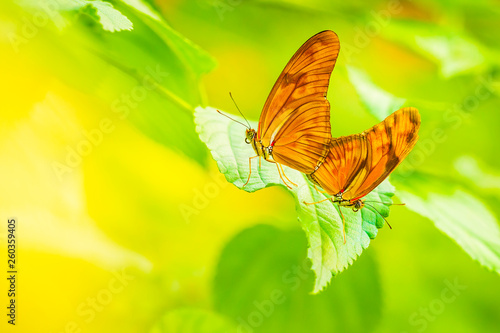 Tropical Julia butterfly Dryas iulia mating