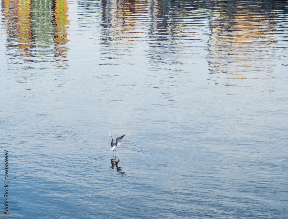Sea Gull landing in the waters of river Tyne in Newcastle with visible its reflection Sea Gull landing in the waters of river Tyne in Newcastle with visible its reflection