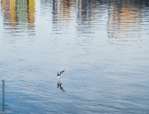 Sea Gull landing in the waters of river Tyne in Newcastle with visible its reflection