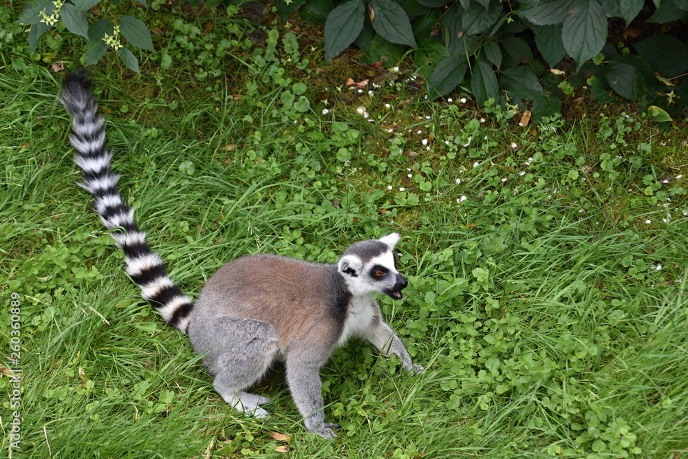 Obraz premium Ring-tailed lemur