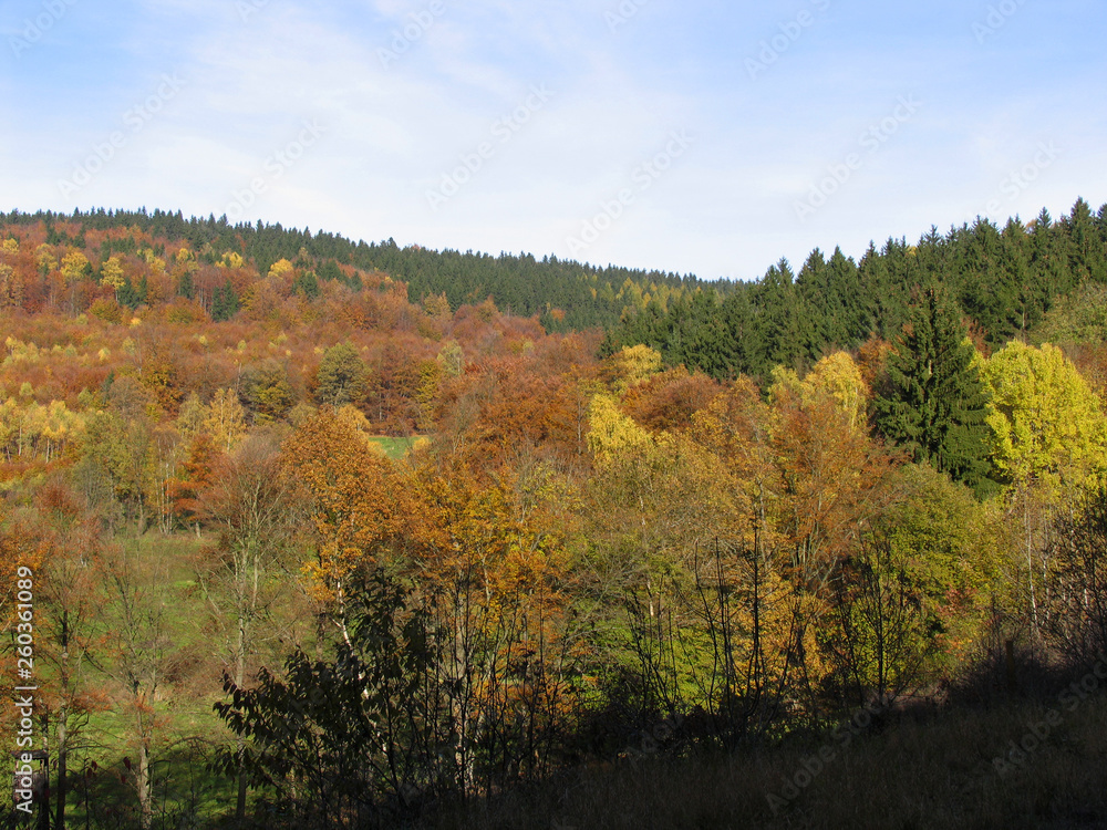 Colorful autumn leaves