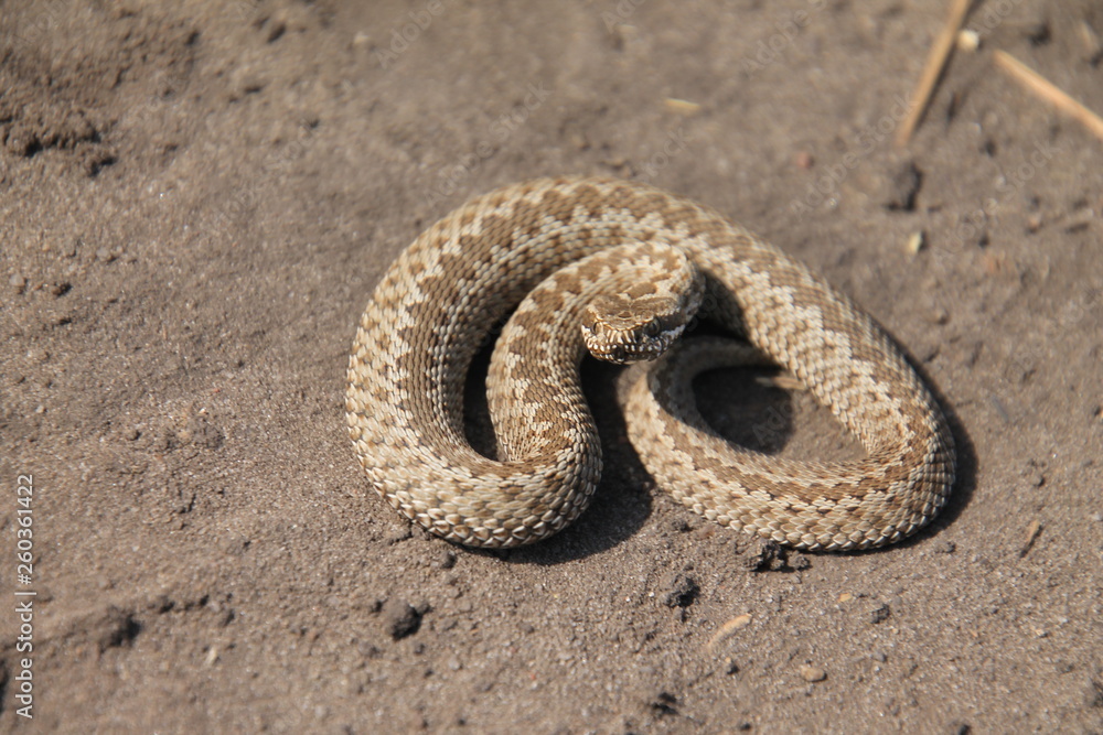 Obraz premium snake