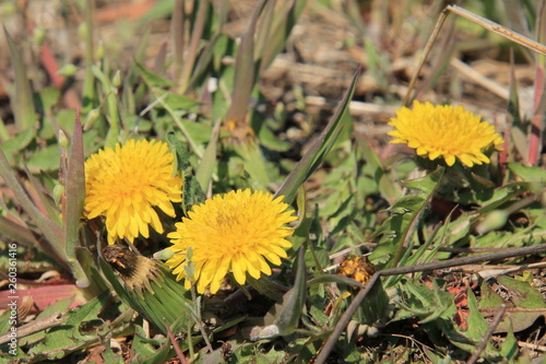 yellow flowers in the garden
