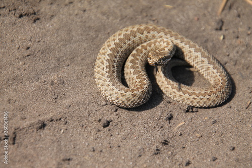 green snake on a rock