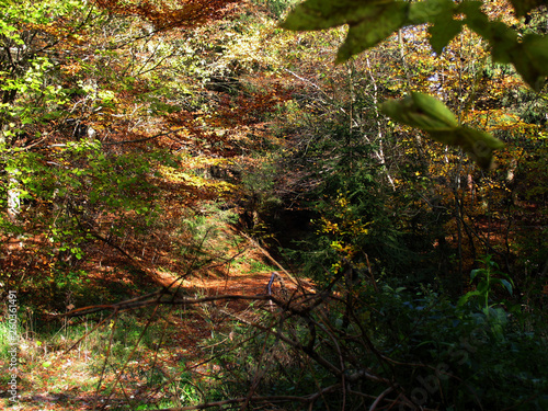 Colorful autumn leaves photo