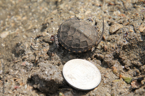 turtle on sand
