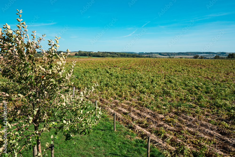 Obraz premium landscape along Mergelland Route in Limburg, The Netherlands