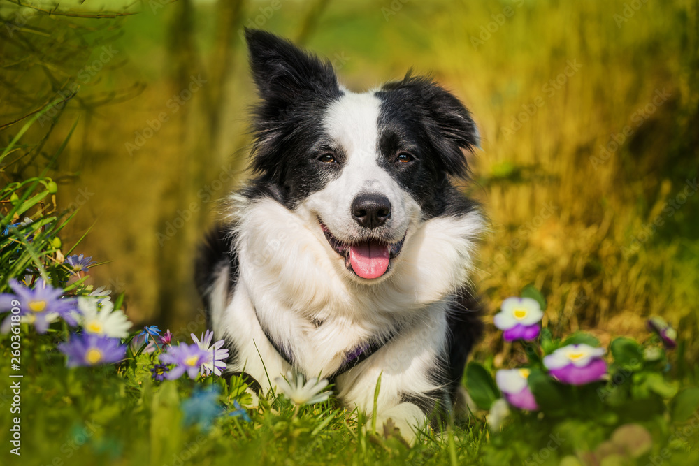 Border collie lying in a spring meadow