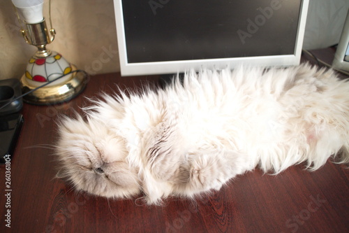 White cat sleeping on the table at the computer monitor