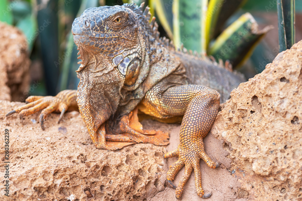 Obraz premium Close up shot of an orange iguana in desertic landscape .