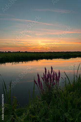 Colorful sunset over the dutch polder landscape near Gouda  Netherlands. Typical autumn wildflowers in the foreground.