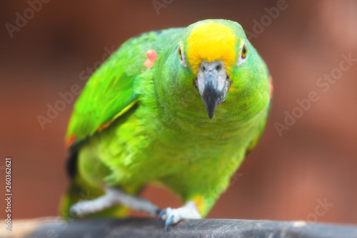 Close up of Yellow crowned amazon parrot .
