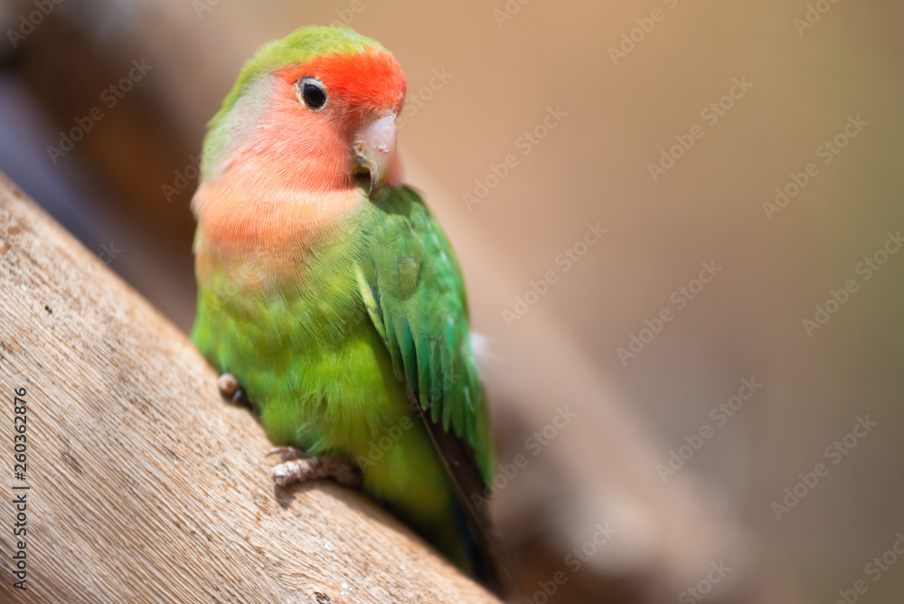 Nyasa lovebird or lilians lovebird, exotic parrot bird, perched on a tree branch .