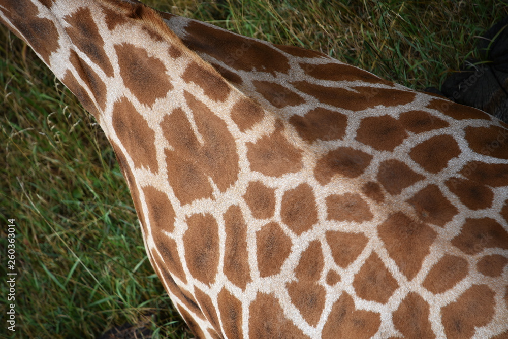 Close-up of a giraffe