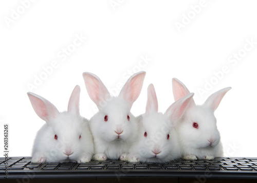 Slika na platnu Four adorable white albino baby bunnies perched on a computer keyboard Isolated on white