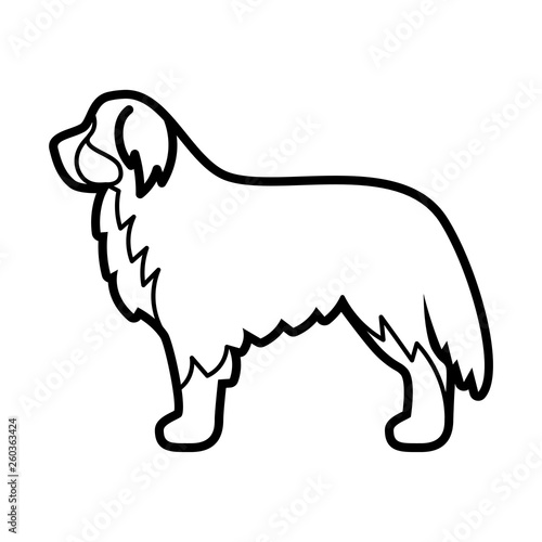 Bernese Mountain Dog Icon Isolated On White Background