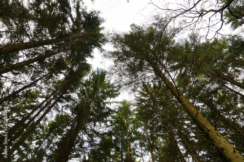 Pine Trees Sky