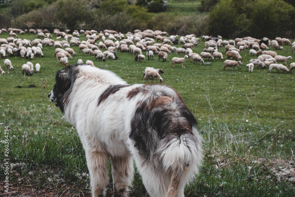 Obraz premium Dog watching sheep