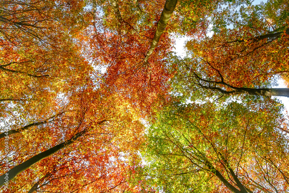 Bunte Herbst-Blätterkronen im Wald (Querformat) Bunte Herbst-Blätterkronen im Wald (Querformat)