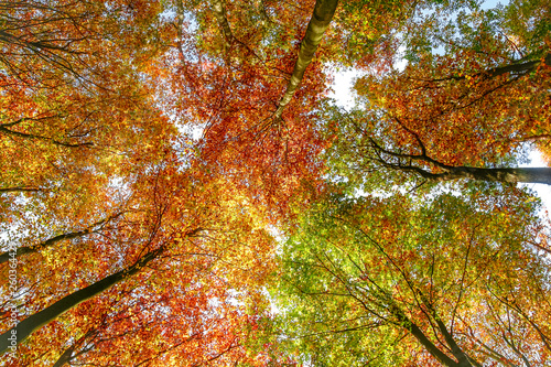 Bunte Herbst-Blätterkronen im Wald (Querformat)