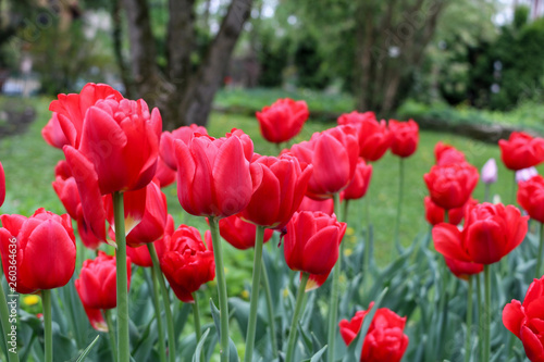 red tulips in the garden