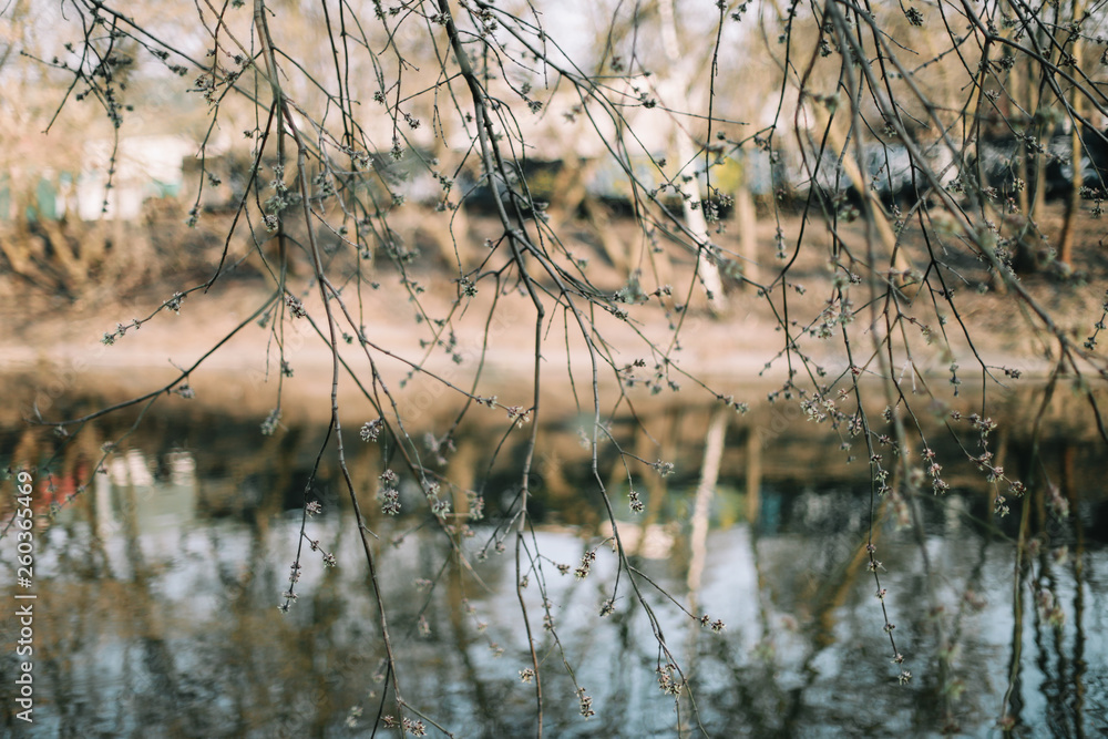 Fototapeta premium spring nature background. reflection in water. Branches of trees with soft focus on gentle light blue background.