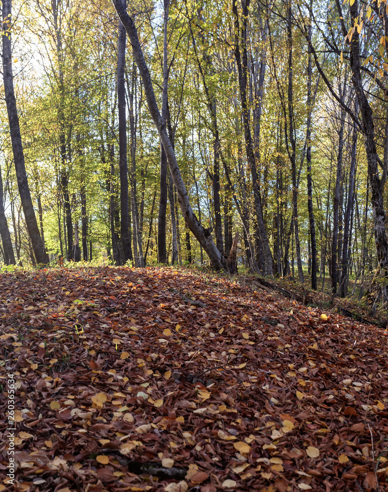Autumn in forest the National Park. Autumn in forest the National Park.