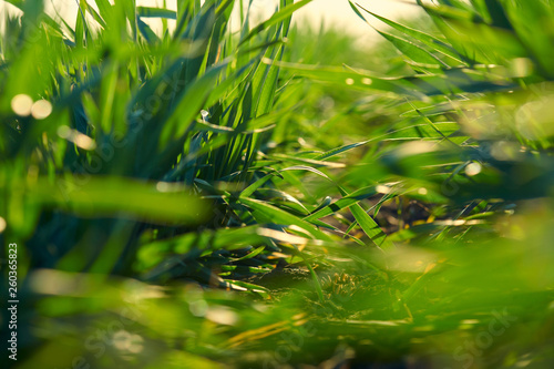 Young sprouts are on the field. Green grass closeup.