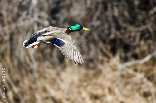 Mallard Duck Flying Past the Winter Trees