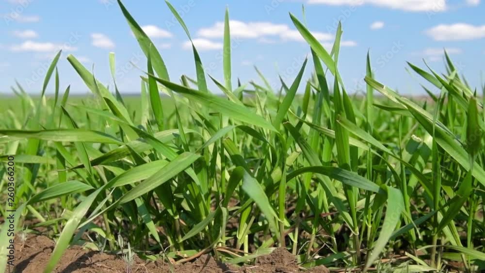 Young sprouts are on the field. Green grass closeup. Young sprouts are on the field. Green grass closeup.