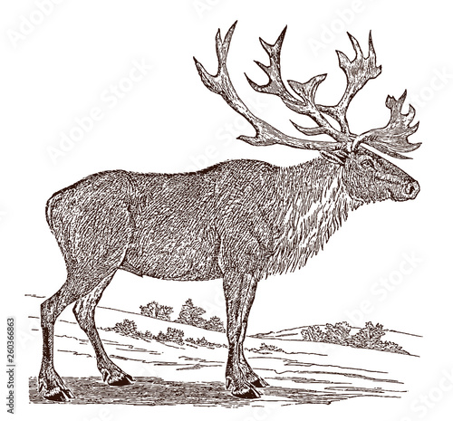 Endangered male boreal woodland caribou,  reindeer rangifer tarandus, standing in landscape, after vintage engraving from 19th century