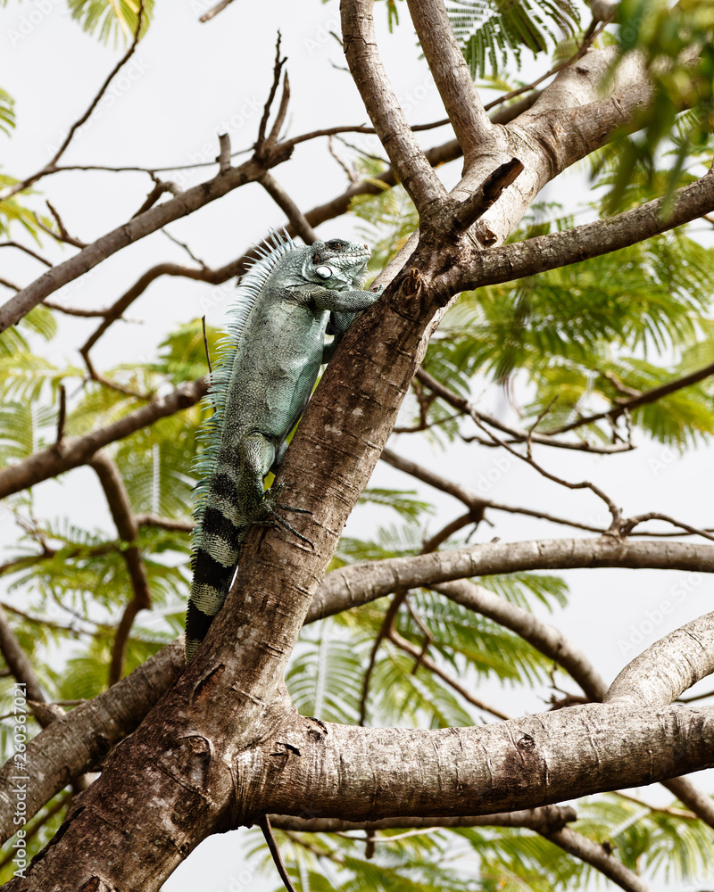 A large iguana (Iguanidae) in the crown of a large tree, it is placed on a thick branch, set against the background - Location: Caribbean, Guadeloupe A large iguana (Iguanidae) in the crown of a large tree, it is placed on a thick branch, set against the background - Location: Caribbean, Guadeloupe