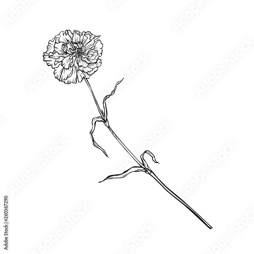 Carnation flower on a long stem. Vector graphic monochrome isolated image.