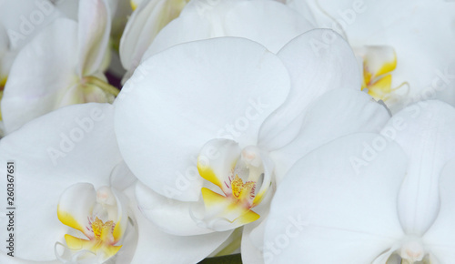 white orchid on green background