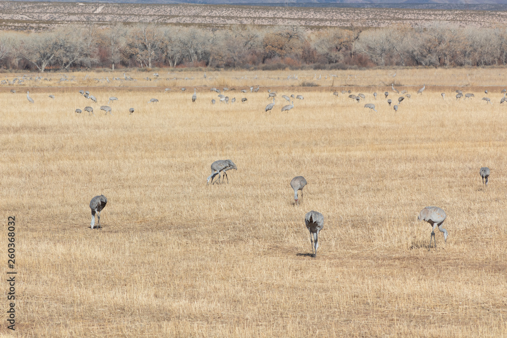 Bosque del Apache New Mexico, Sandhill cranes Antigone canadensis flock feeding in open field, eary morning winter, horizontal aspect Bosque del Apache New Mexico, Sandhill cranes Antigone canadensis flock feeding in open field, eary morning winter, horizontal aspect