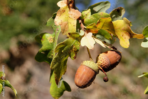 Acorns, Animal Feed, Wild Food, Schmalkalden, Thuringia, Germany, Europe