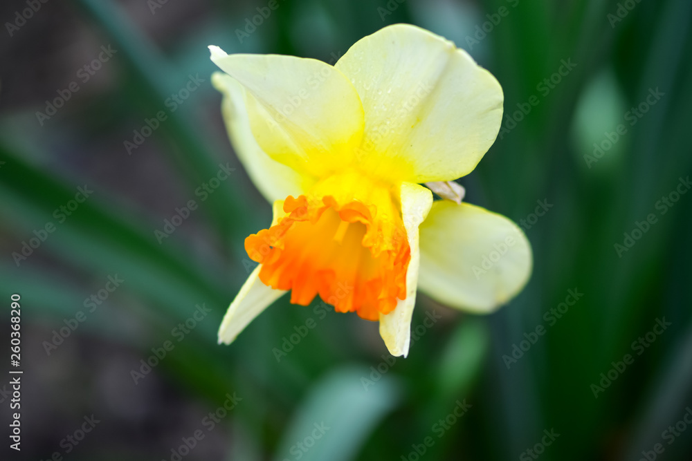 Beautiful spring flowers narcissus jonquilla, jonquil, rush daffodil is a bulbous flowering plant. Beautiful spring flowers narcissus jonquilla, jonquil, rush daffodil is a bulbous flowering plant.