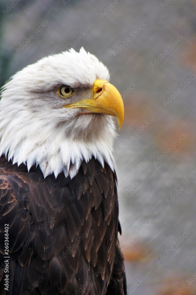 Bald eagle (Haliaeetus leucocephalus) Bald eagle (Haliaeetus leucocephalus)