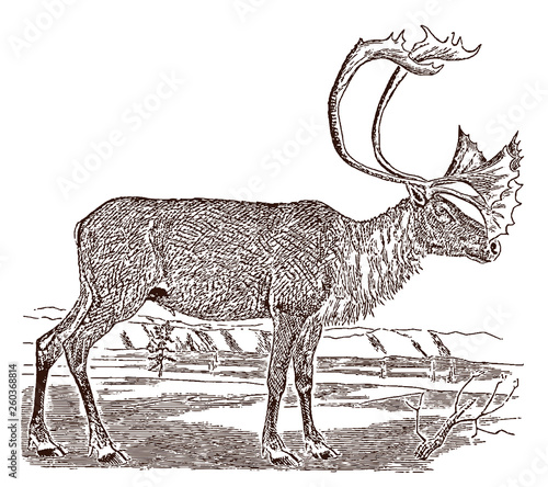 Male barren-ground caribou (rangifer tarandus groenlandicus) in side view, standing in a landscape. Illustration after a historical engraving from the 19th century photo
