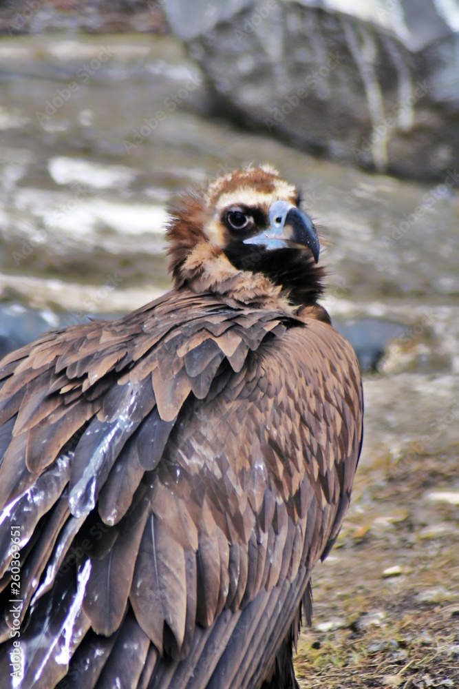 Fototapeta premium Black vulture (Aegypius monachus)