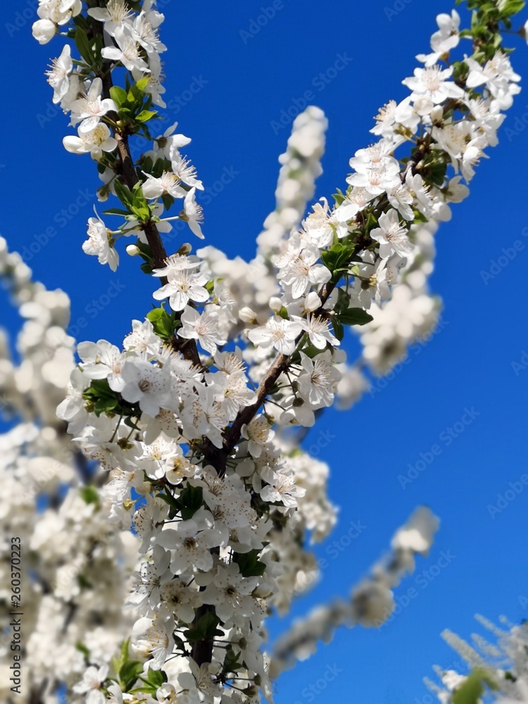 Branches with white flowers in spring. Branches with white flowers in spring.