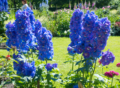 Print op canvas Blooming delphinium in the park.
