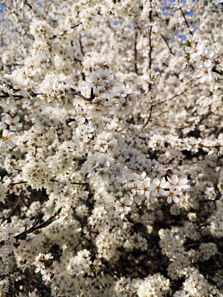 Branches with white flowers in spring. Branches with white flowers in spring.