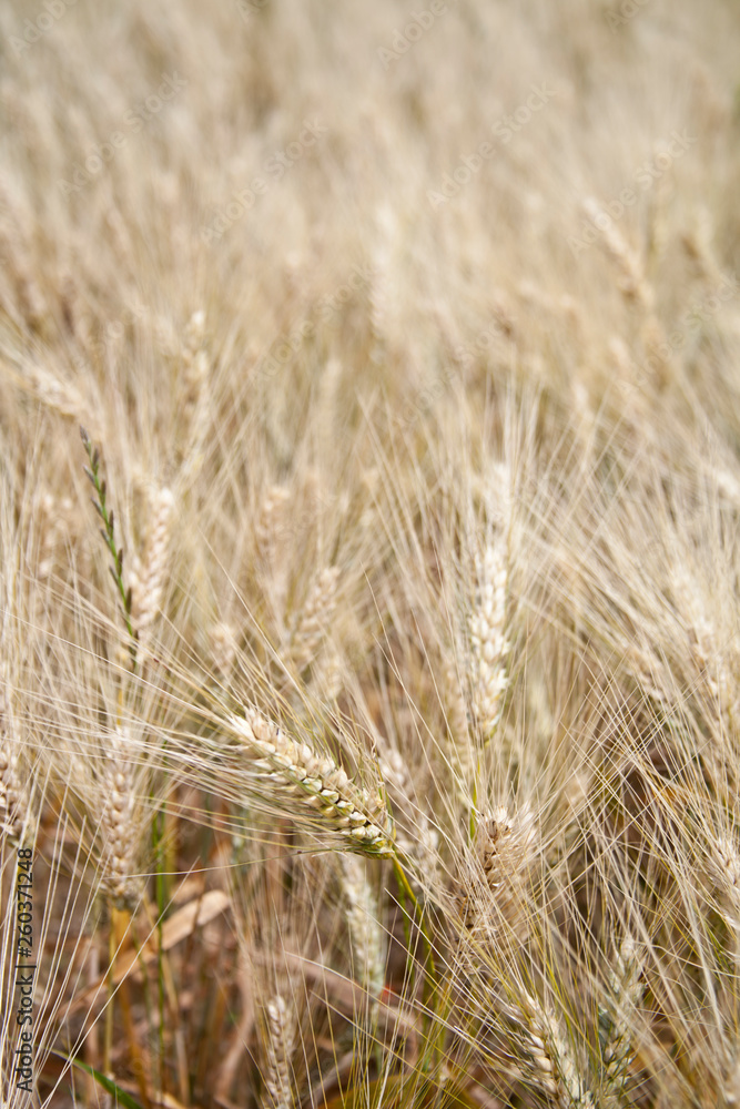 Fototapeta premium Grain field in the rural landscape.