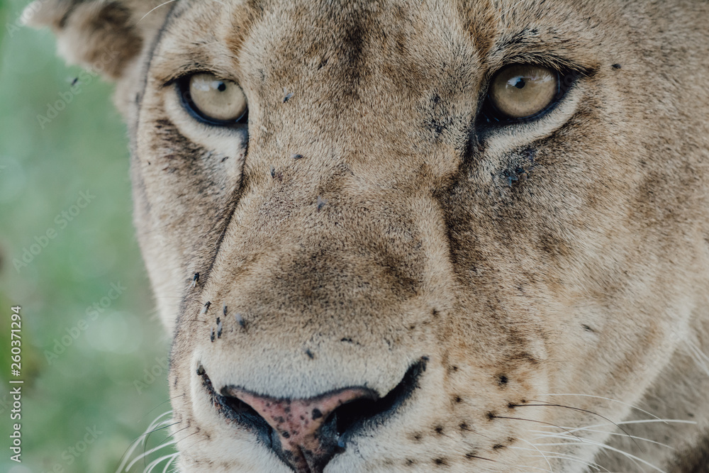 Fototapeta premium Portrait Lion in Tanzania