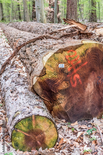 Gefällte und markierte Baumstämme im Wald