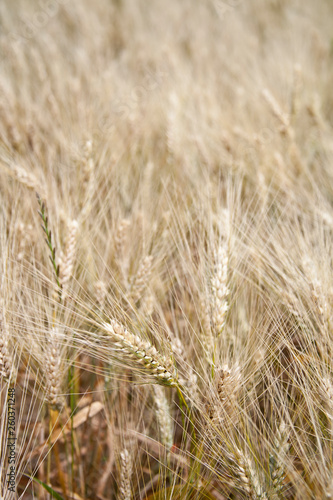 Grain field in the rural landscape.