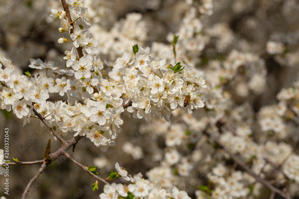 Plum blossom in April. White flowers of fruit tree. Bees and other insects pollinate flowers. Plum blossom in April. White flowers of fruit tree. Bees and other insects pollinate flowers.
